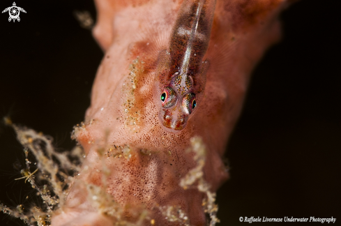 A sponge goby