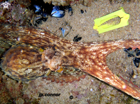 A Octopus vulgaris | Poulpe