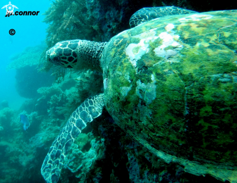 A Chelonia Mydas | Tortue Verte