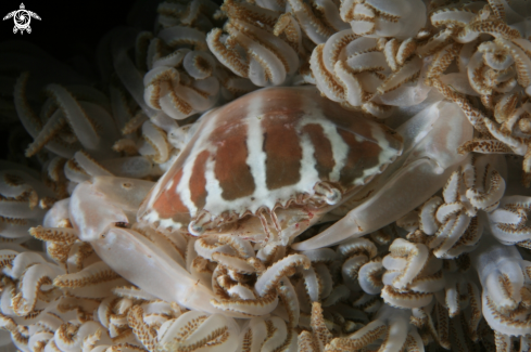 A Porcellanidae | Xenia Crab