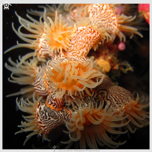 A tiger anemone