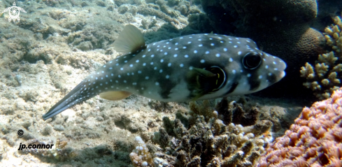 A Arothron hispidus | poisson ballon