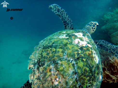 A Chelonia Mydas | Tortue Verte