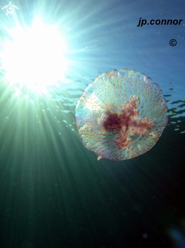 A Pelagia Noctiluca | Méduse pélagique