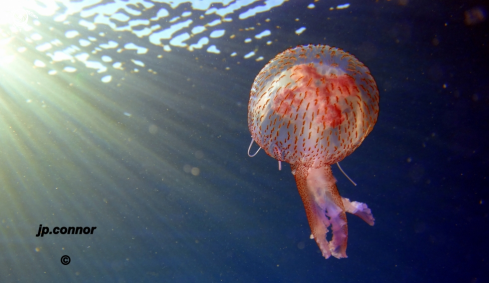 A Pelagia Noctiluca | Méduse pélagique