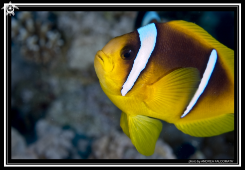 A Clownfish