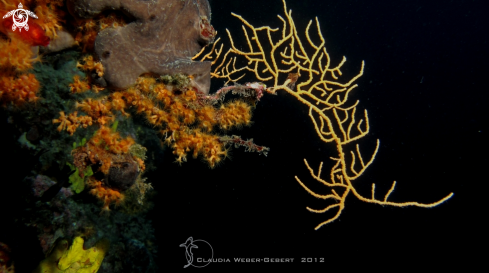 A yellow gorgonia