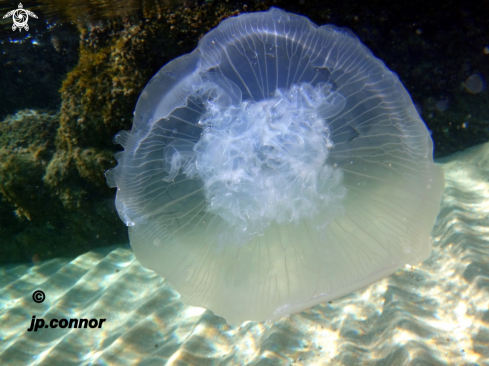 A Aurelia aurita | Méduse Bleu