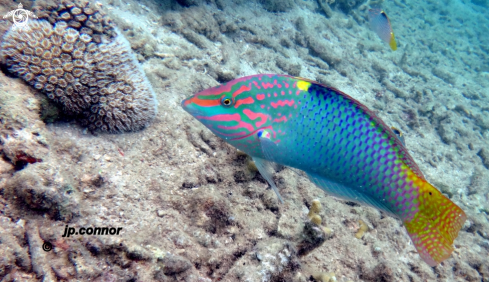 A Halichoeres hortulanus | Labre-échiquier