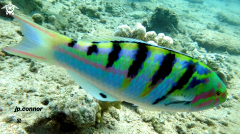 A Thalassoma hardwicke | Girelle paon