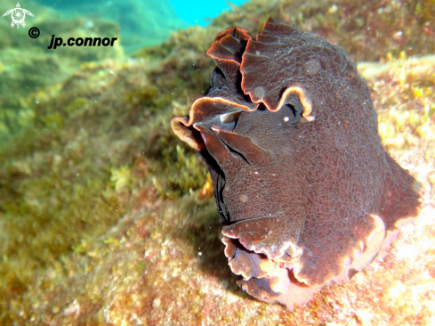 A Aplysia fasciata | Lièvre de Mer