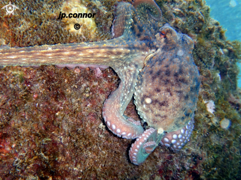 A Octopus vulgaris | Poulpe