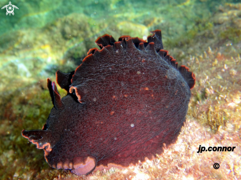 A Aplysia fasciata | Lièvre de Mer