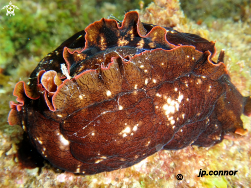 A Aplysia fasciata | Lièvre de Mer