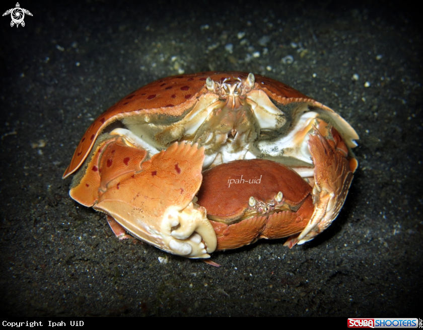 A calappa calappa crab
