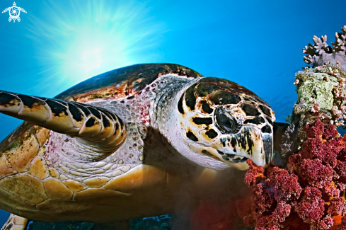 A Hawksbill Turtle