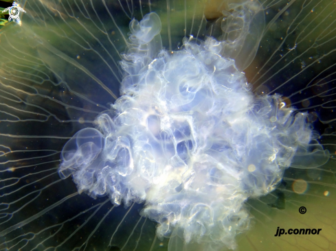 A Aurelia aurita | Méduse Bleu