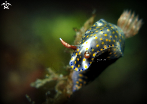 A  Hypselodoris infucata |  Hypselodoris 