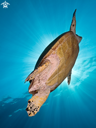 A Hawksbill Turtle