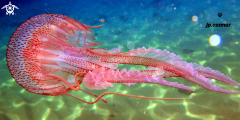 A Pelagia Noctiluca | Méduse pélagique