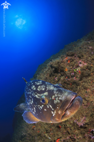 A Epinephelus marginatus | Grouper