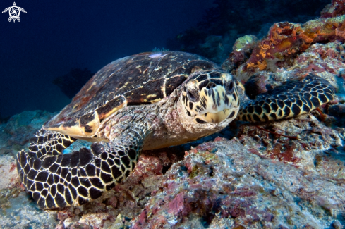 A Hawksbill Turtle