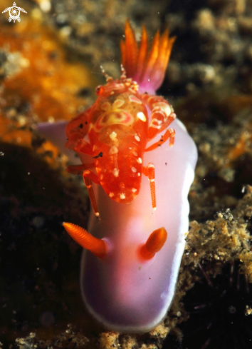 A Nudibranch and shrimp