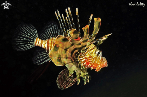 A Llion fish