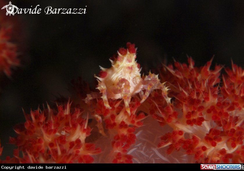 A Soft coral spider crab