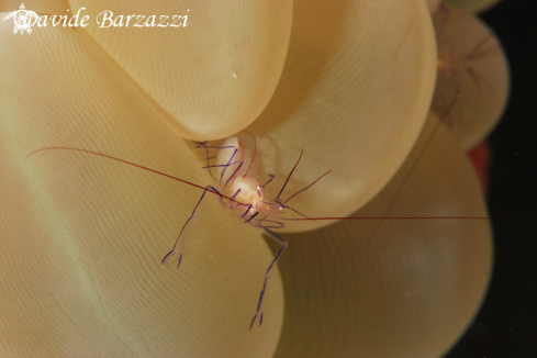 A Bubble coral shrimp