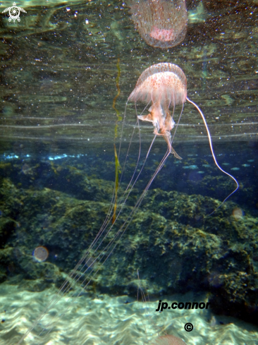 A Pelagia Noctiluca | Méduse pélagique