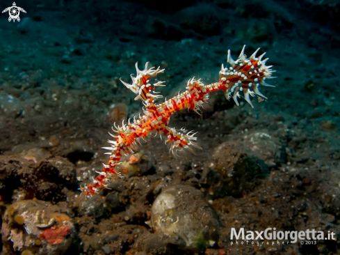 A Solenostomus paradoxus | ghost pipefish