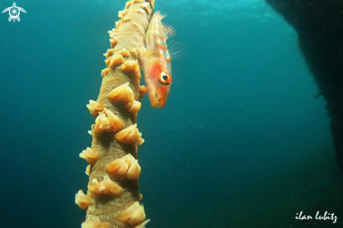 A goby