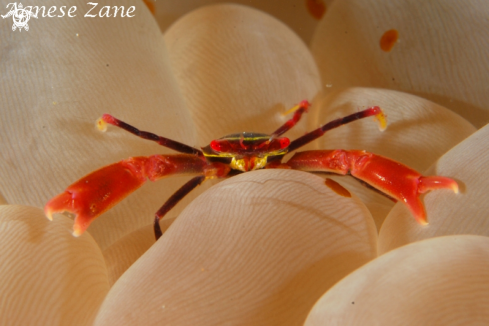 A Coral Crab