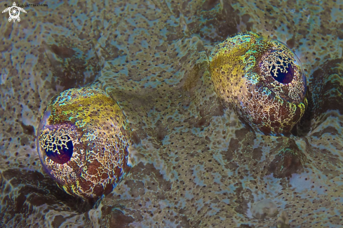 A Crocodile fish