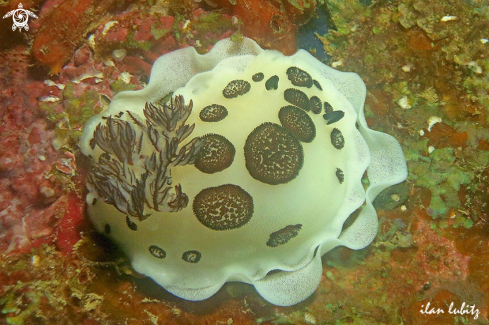 A Nudibranch