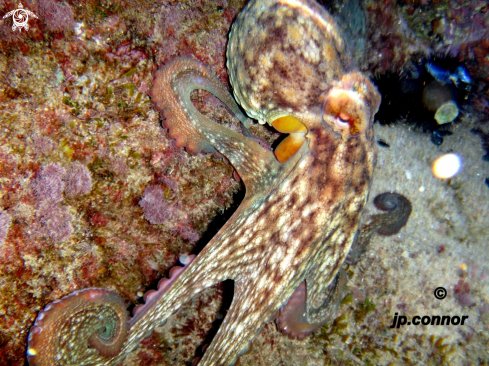 A Octopus vulgaris | Poulpe