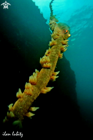 A goby