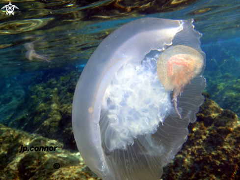 A Aurelia aurita | Méduse Bleu