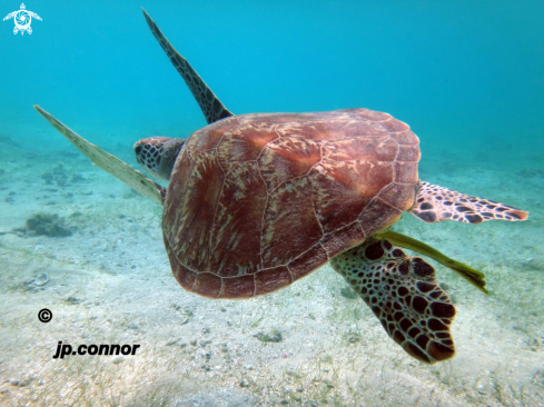 A Chelonia Mydas | Tortue Verte