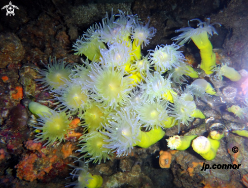 A Corail jaune