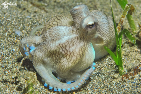 A Octopus