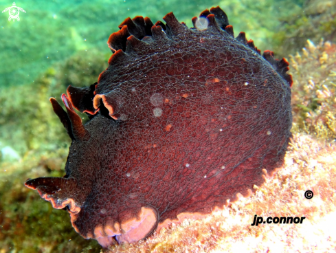 A Aplysia fasciata | Lièvre de Mer