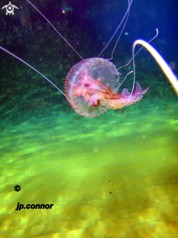 A Pelagia Noctiluca | Méduse pélagique