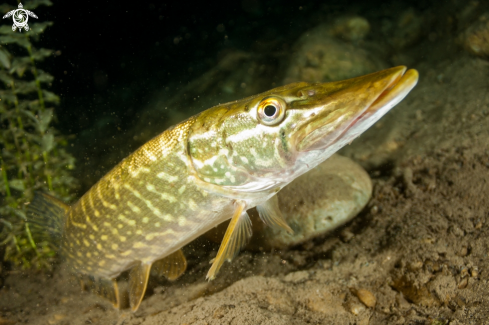 A Esox Lucius | Pike / Northern Pike