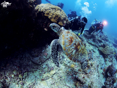 A Spiden's Celebrity - Green sea turtle