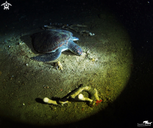 A Green sea turtle | Final Journey