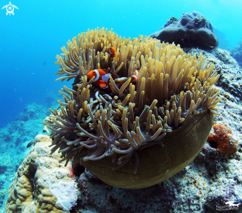 A Clownfish Family