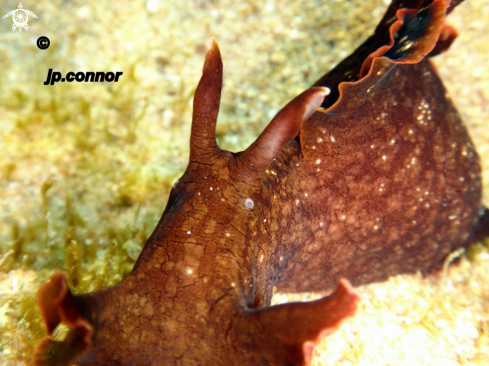 A Aplysia fasciata | Lièvre de Mer