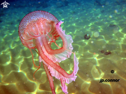 A Pelagia Noctiluca | Méduse pélagique